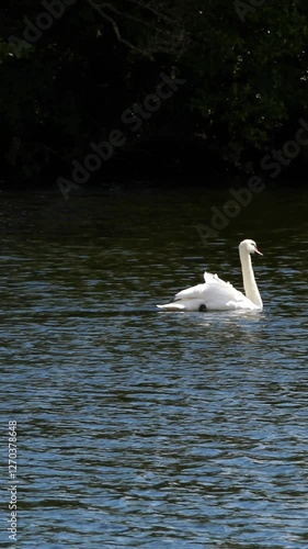 Graceful swan swimming across water