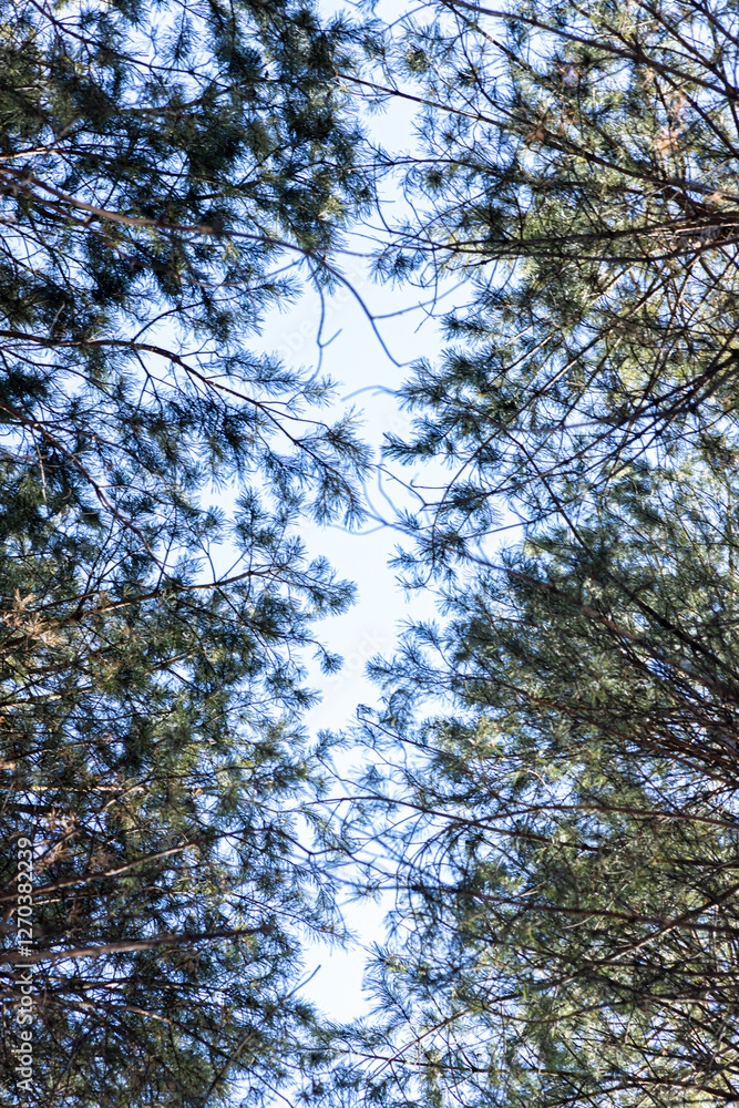 Fototapeta premium pine branches against a clear blue sky