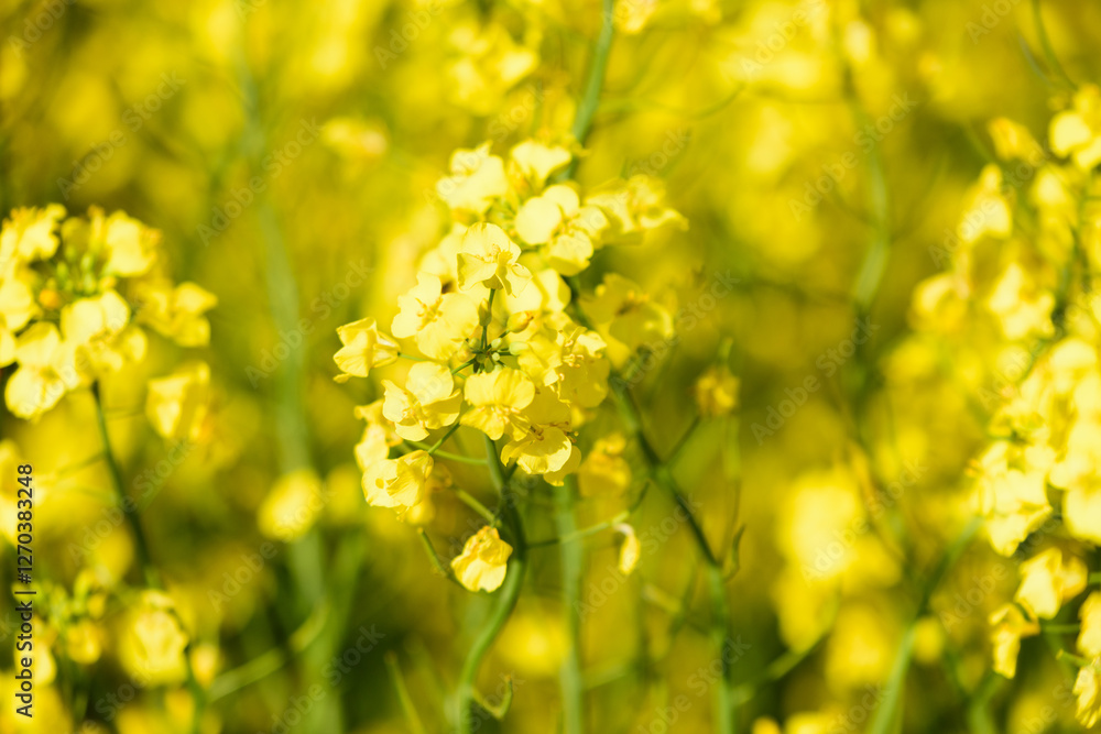 北海道の菜の花畑 北海道の菜の花畑