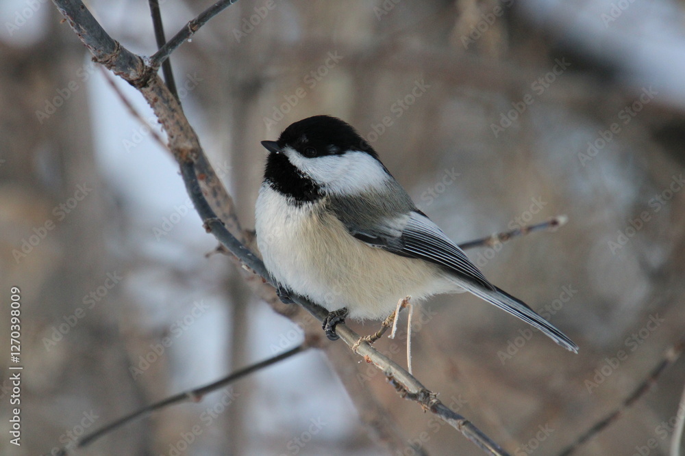 Little Chickadee In The Tree, Gold Bar Park, Edmonton, Alberta Little Chickadee In The Tree, Gold Bar Park, Edmonton, Alberta
