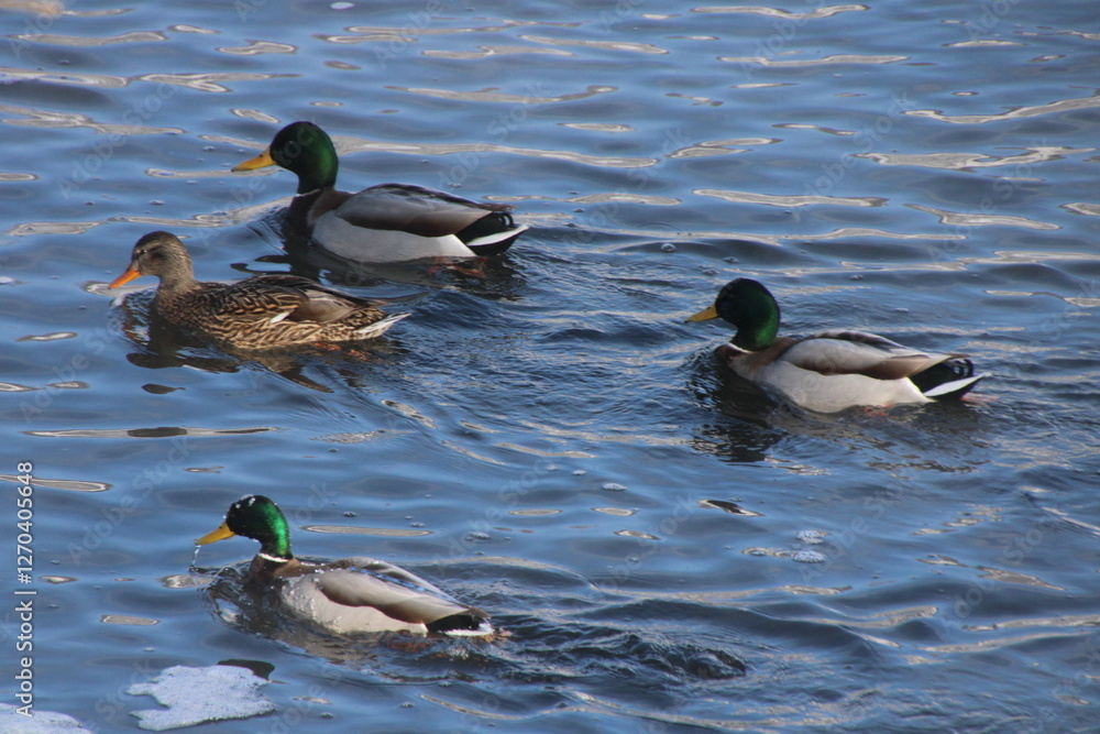 Fototapeta premium ducks in the water