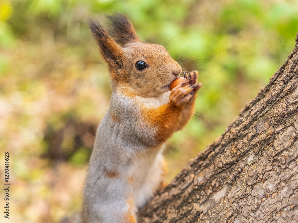 Portrait of a squirrel on a tree trunk Portrait of a squirrel on a tree trunk