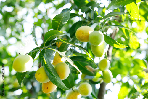 фотографія Plum Mango or Marian Plum fruit tree in tropical garden.