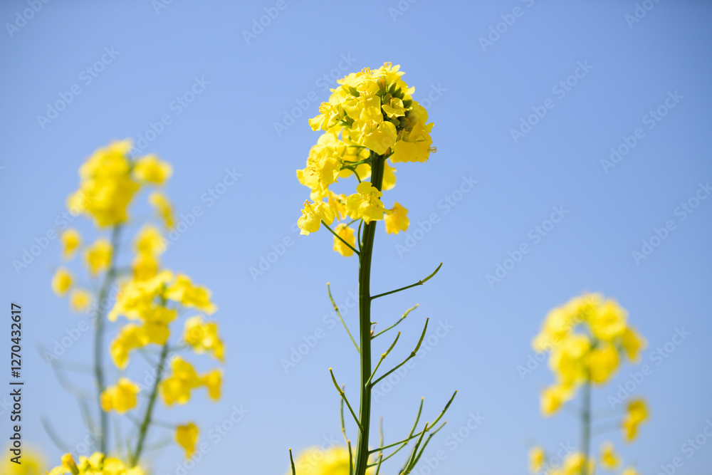 北海道の菜の花畑 北海道の菜の花畑