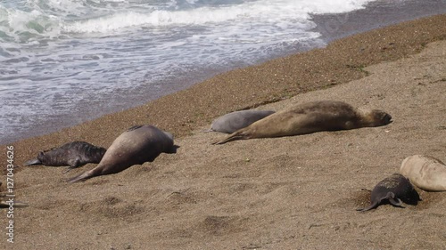Close-up view of some sea ​​lions and elephant seals resting along the edge of a calm shoreline, Patagonia, Argentina.