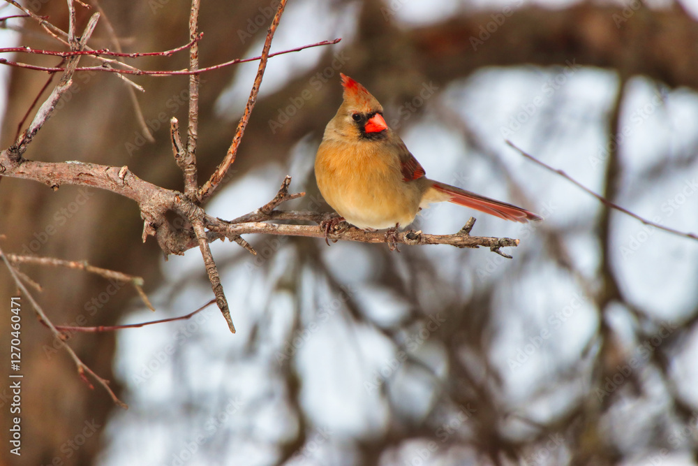 Pretty light beige and pink coloured Female Northern Cardinal,Cardinalis cardinalis, perched on a branch in winter at the Fletcher Wildlife Garden,Dominion Arboretum in Ottawa,Ontario,Canada Pretty light beige and pink coloured Female Northern Cardinal,Cardinalis cardinalis, perched on a branch in winter at the Fletcher Wildlife Garden,Dominion Arboretum in Ottawa,Ontario,Canada