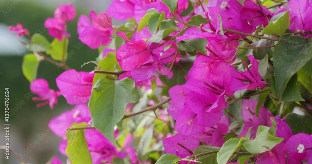 Close-up of purple-pink (magenta) paper flowers (Bougainvillea) variety Close-up of purple-pink (magenta) paper flowers (Bougainvillea) variety