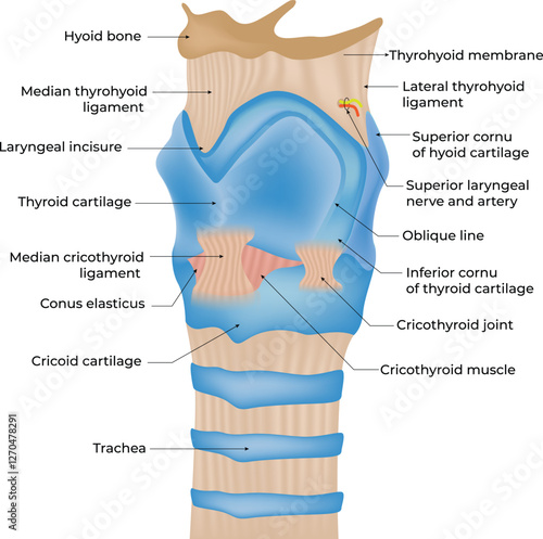 Anatomy of the Larynx Design Vector Illustration