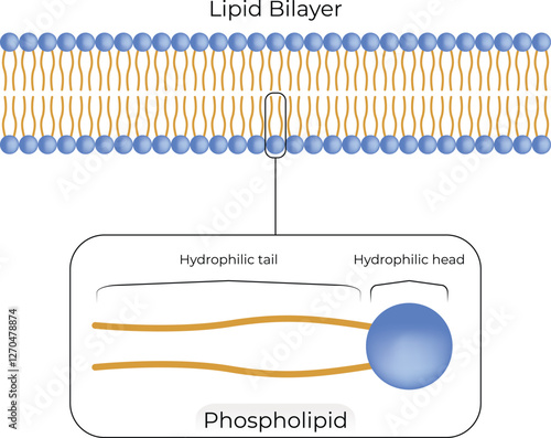 Lipid Bilayer Structure Design Vector Illustration