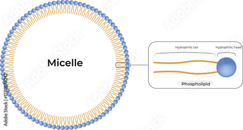 Micelle Structure Design Vector Illustration