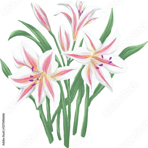 Stargazer lily botanical painting illustration