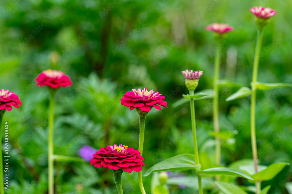 ヒャクニチソウ