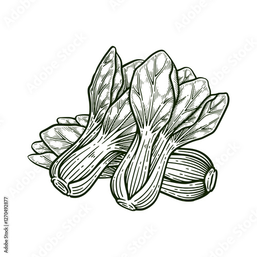 Hand Drawn Pak Choi or Bok Choy, Line Art Engraving Style Vector Illustration