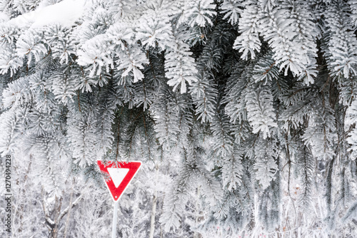 Spruce tree hoat frost and yield sign photo