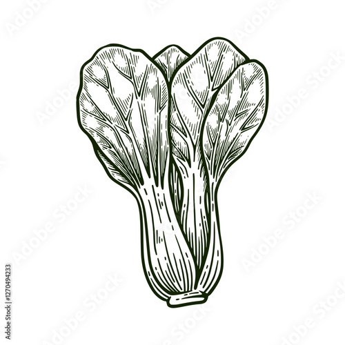 Hand drawn pak choi. Bok choy line art vector illustration