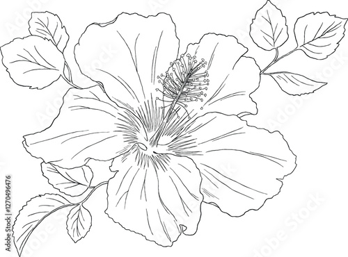 hibiscus flower botanical sketch illustration