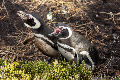 Two Magellanic Penguin (Spheniscus magellanicus) heavy breathing/hissing, then typical donkey-like calls from a bird hiding in tall grass about 10ft away.  photo