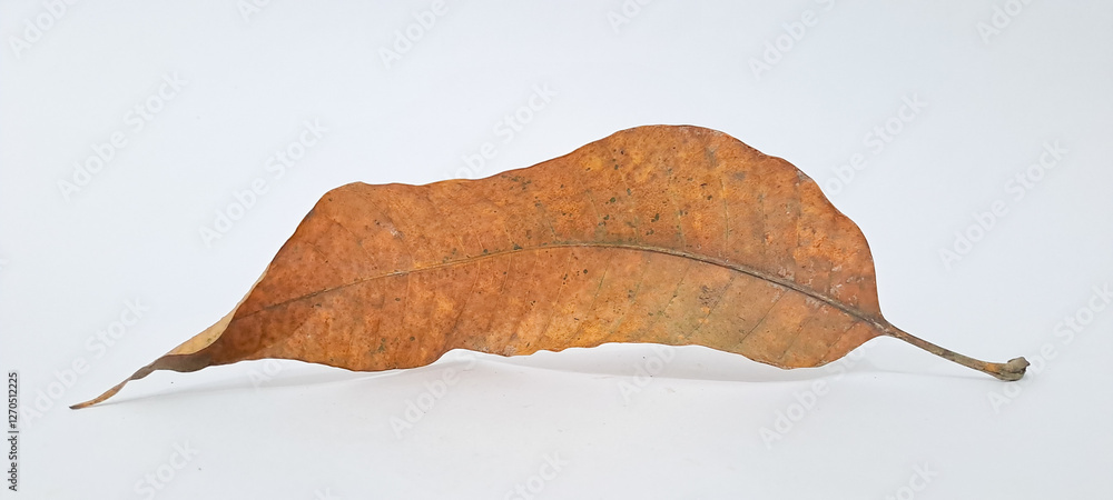 Fototapeta premium dried autumn brown leaf on a white background