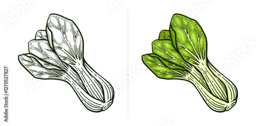 Hand drawn pak choi. Bok choy line art vector illustration