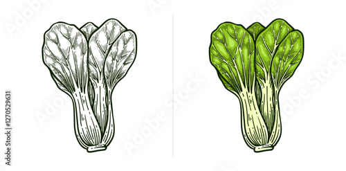 Hand Drawn Pak Choi or Bok Choy, Line Art Engraving Style Vector Illustration, Monochrome and Color Versions