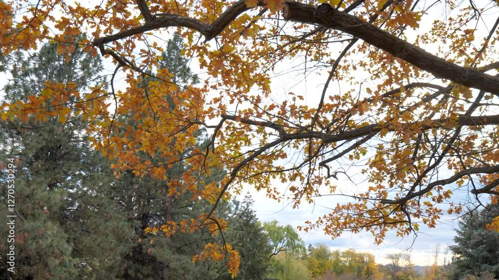 Canadian Maple Leafs Calmly Blowing in the Wind. Low Hanging Tree Branch with Yellow Coloured Leaves. Trees Changing Seasons. Wind Blowing Slow Motion. Calming Soothing Nature.