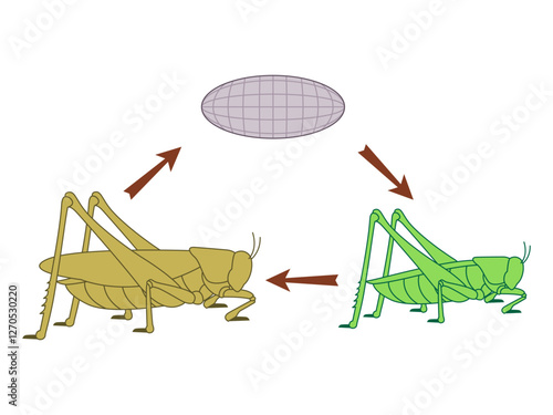 Grasshopper cricket insect metamorphosis stage egg nymph adult stage phase Arthropod bug pest jumping fauna transformation growth process icon design illustration