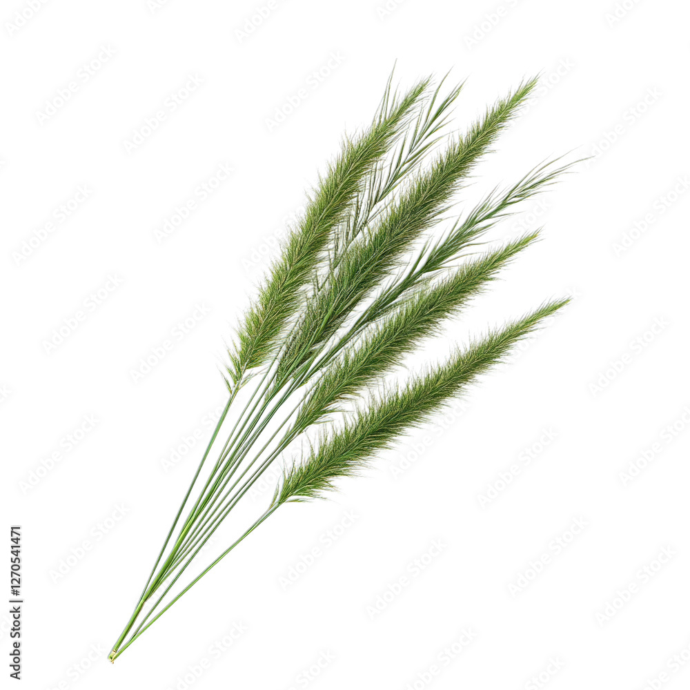 wheat ears isolated on white background wheat ears isolated on white background