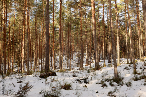 Obraz na płótnie Winter in the forest