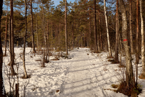Winter in the forest