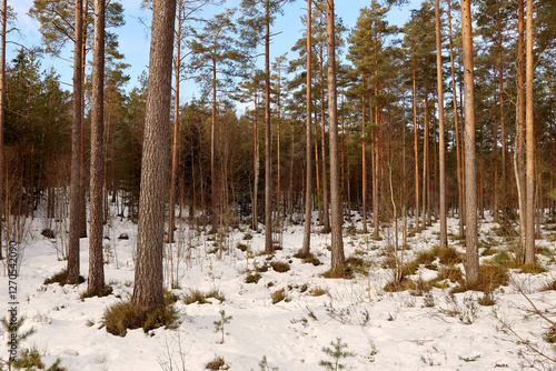 Obraz na płótnie Winter in the forest