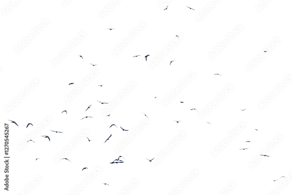 A flock of birds in flight isolated on a white background A flock of birds in flight isolated on a white background