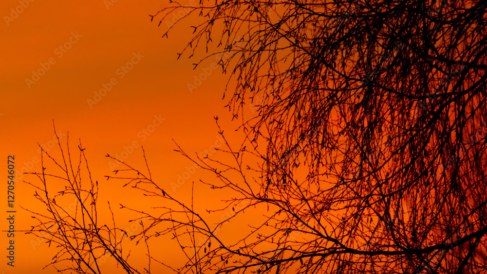 A tree with branches that are silhouetted against a beautiful orange sky A tree with branches that are silhouetted against a beautiful orange sky
