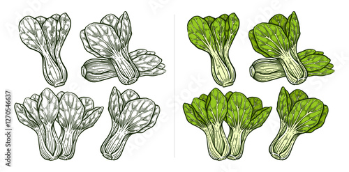 Set of hand drawn pak choi. Bok choy illustration collection