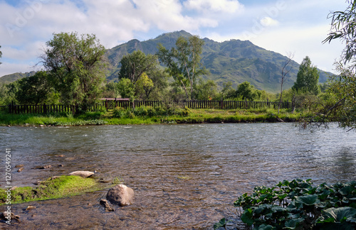 Petasites radiatus thickets in the Ursul River in Altai. Natural summer aquatic landscape. photo