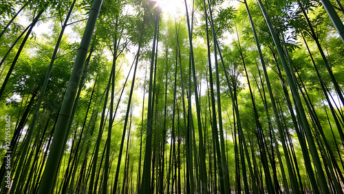 bamboo forest background