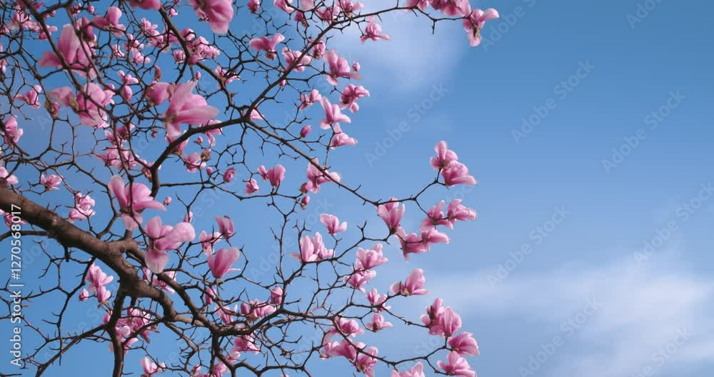 Magnolia tree flowering in Spring Magnolia tree flowering in Spring