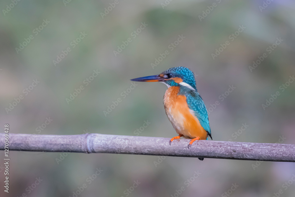 Fototapeta premium The Common Kingfisher on a branch in nature