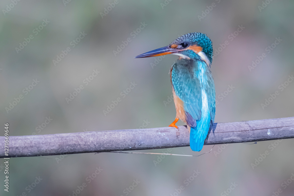 Fototapeta premium The Common Kingfisher on a branch in nature