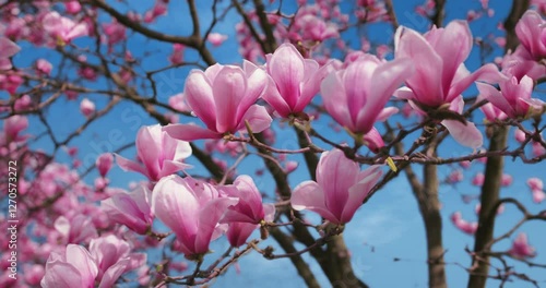 Wallpaper Mural Magnolia tree flowering in Spring Torontodigital.ca