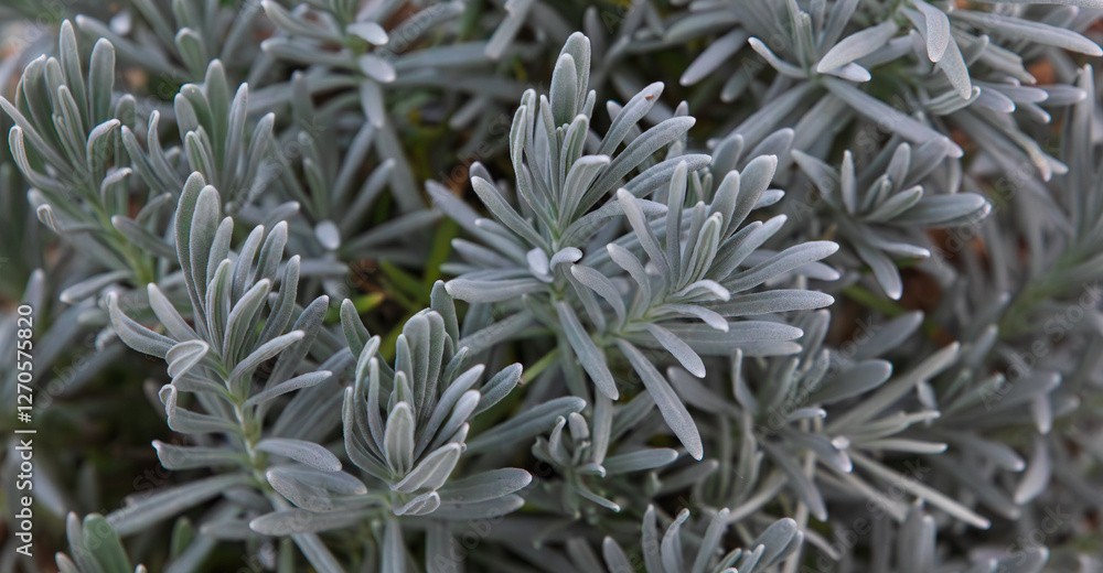Silver-grey french lavender leaves. close up Silver-grey french lavender leaves. close up