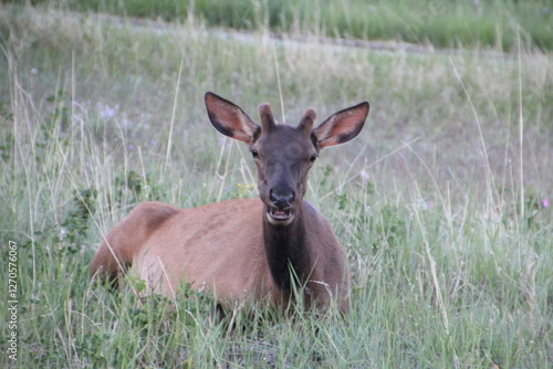 Wallpaper Mural Elk On The Grass, Jasper National Park, Alberta Torontodigital.ca