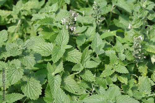 Closeup lemon balm (Melissa officinalis) with flower