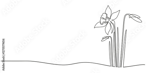 One line continuous daffodils. Flowers concept banner in line art hand drawing style. Outline vector illustration.