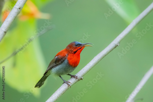 The Crimson Sunbird on a branch in nature photo