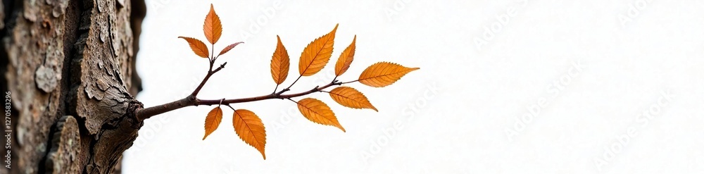 A delicate branch on a tree trunk isolated on white background, natural fiber, woody texture A delicate branch on a tree trunk isolated on white background, natural fiber, woody texture