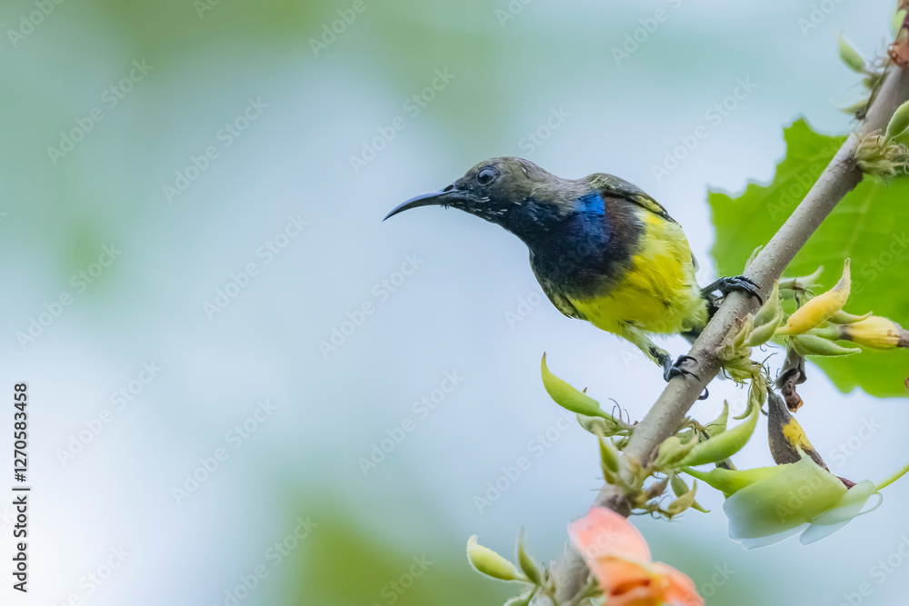 Fototapeta premium The Olive-backed sunbird on a branch in nature