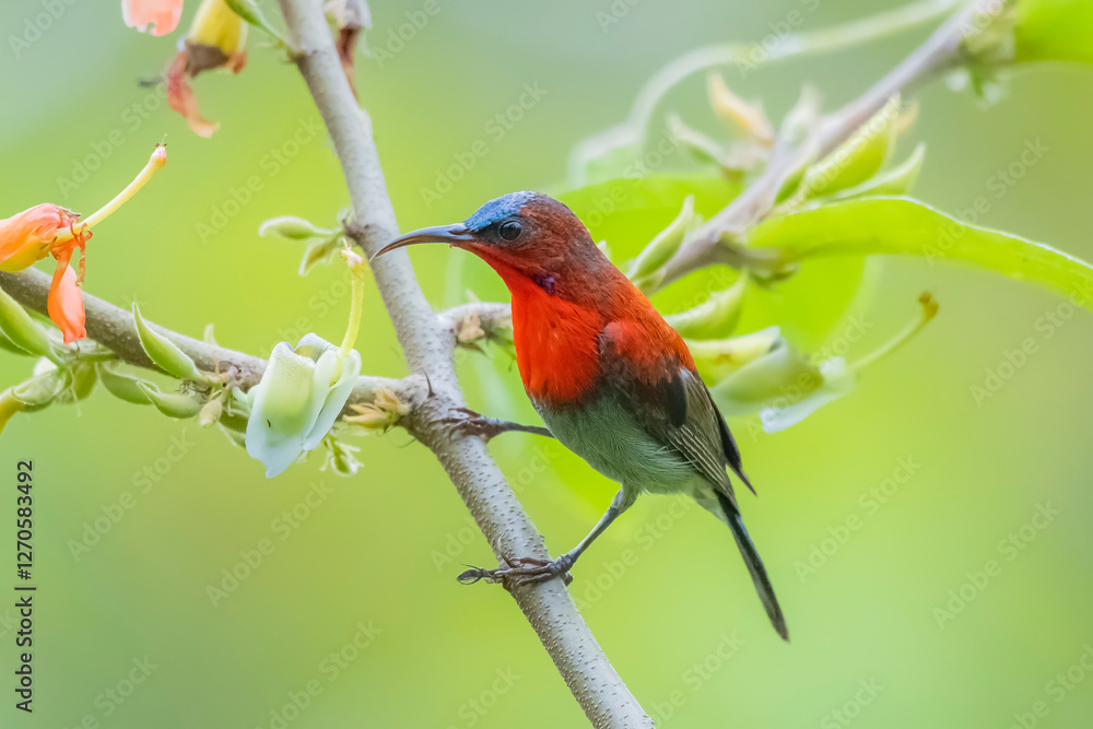 Fototapeta premium The Crimson Sunbird on a branch in nature
