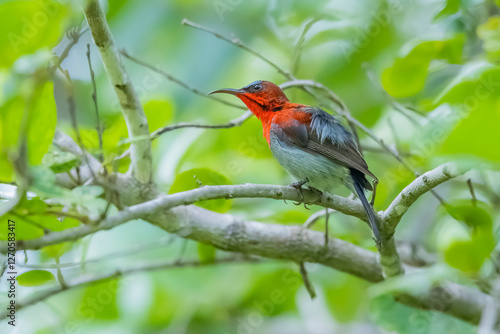 The Crimson Sunbird on a branch in nature photo