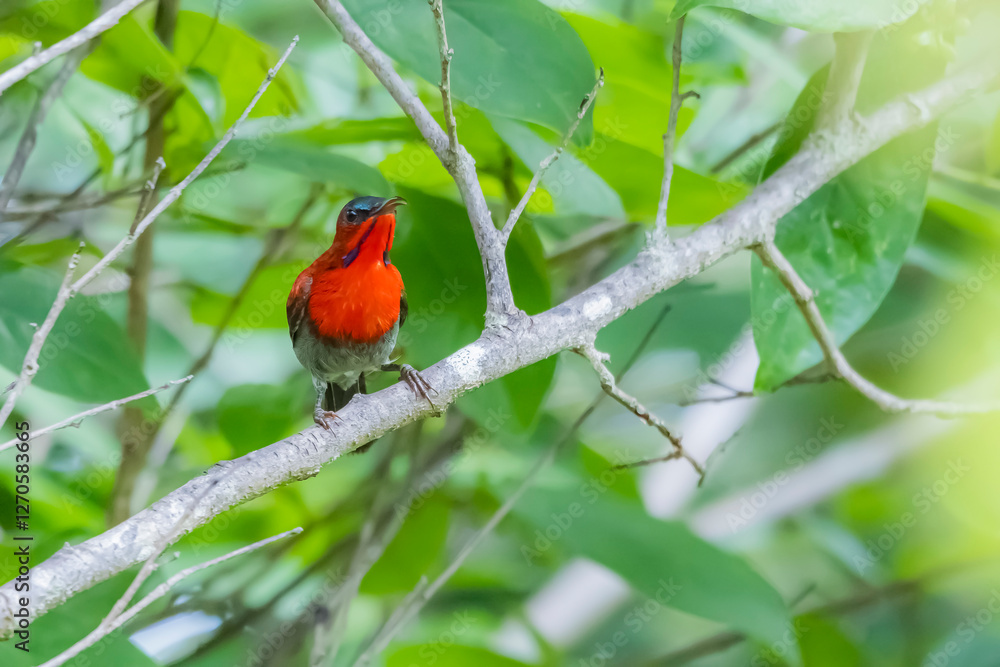 The Crimson Sunbird on a branch in nature The Crimson Sunbird on a branch in nature