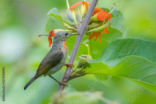 The Crimson Sunbird on a branch in nature photo